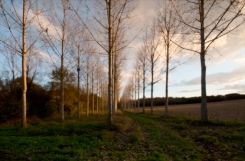 Poplars near Berneuil